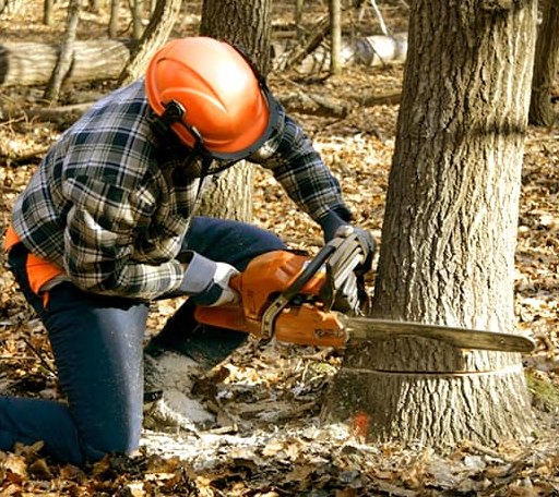 Tree Removal in Bay City, TX